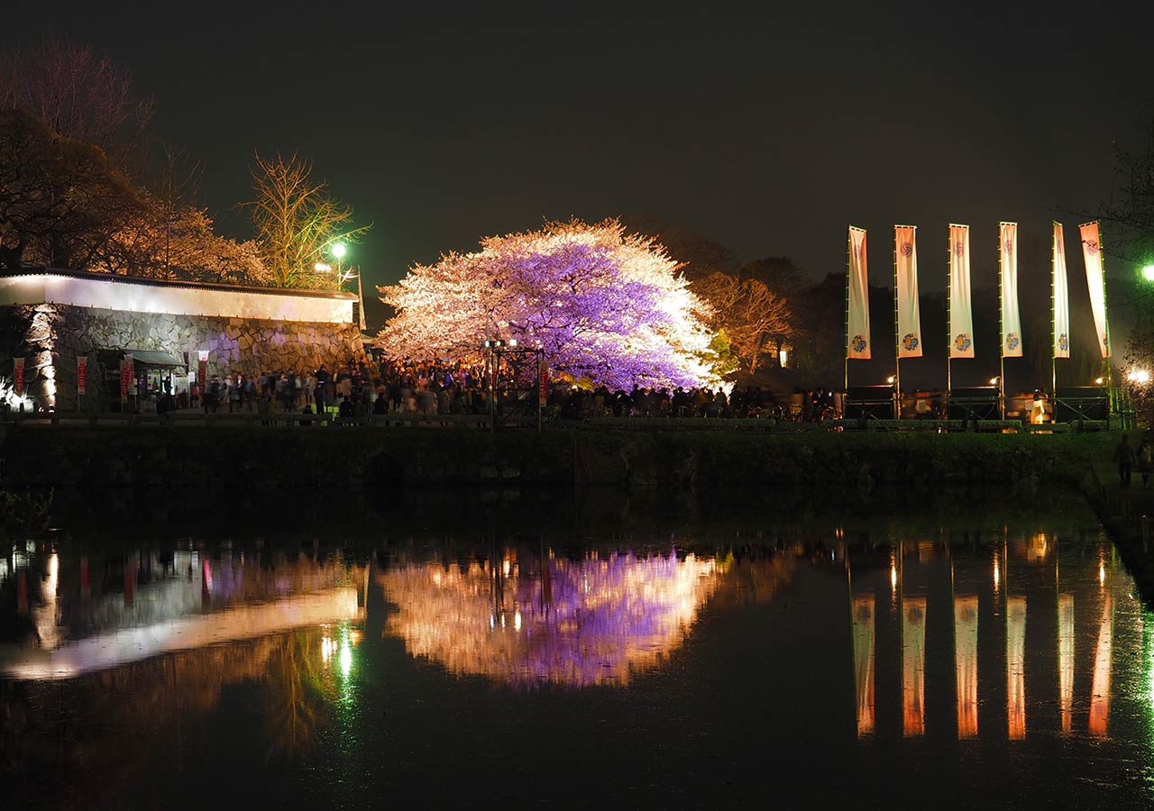 舞鶴公園「福岡城さくらまつり」ライトアップ　福岡城の上之橋御門跡地ライトアップ