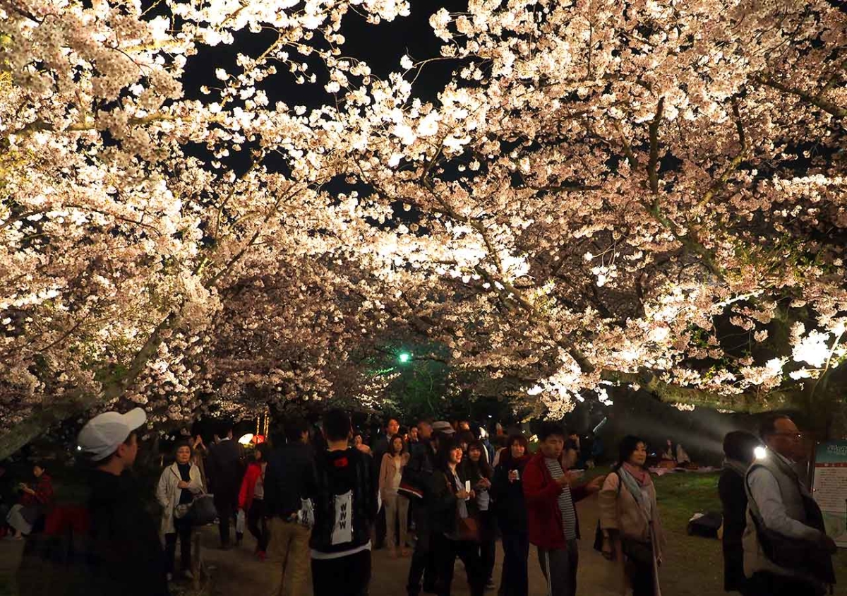 舞鶴公園の桜ライトアップ感想！福岡県の桜の名所はここ！2018年版 | Nicolenaworld【ニコレナワールド】