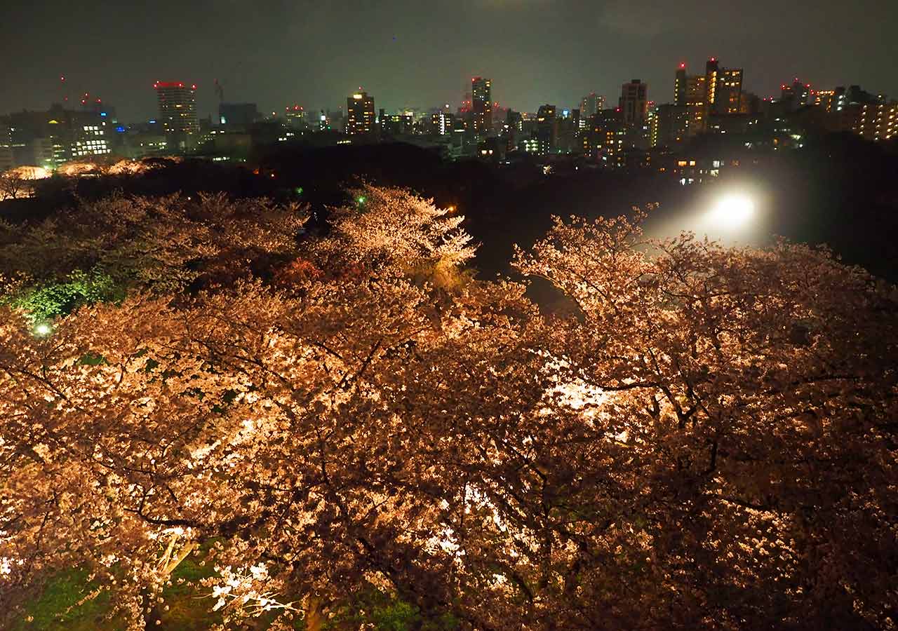 舞鶴公園「福岡城さくらまつり」ライトアップ　福岡城の桜園（天守台）ライトアップ