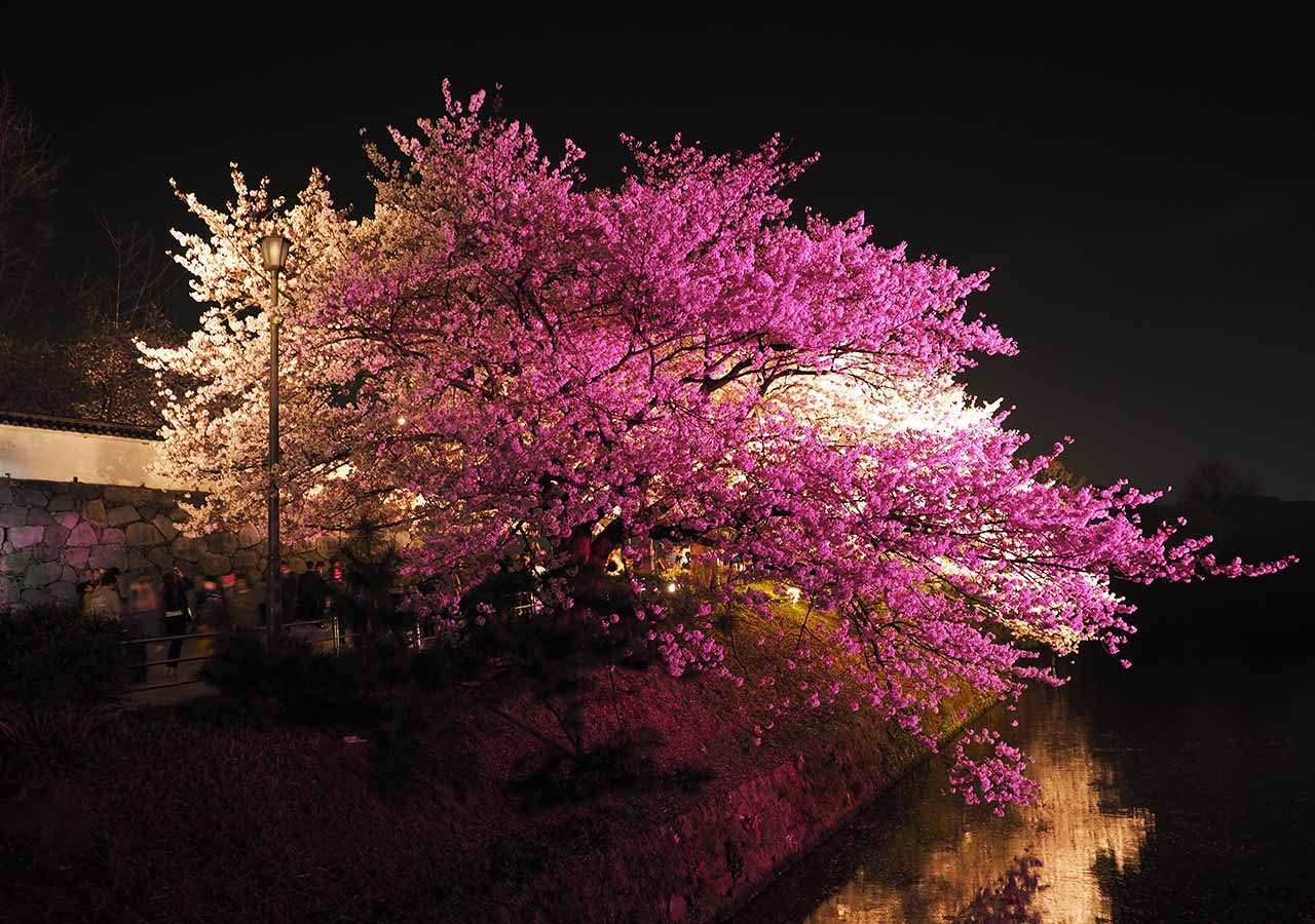 舞鶴公園「福岡城さくらまつり」ライトアップ　福岡城の上之橋御門跡地ライトアップ