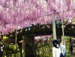 「福岡県の藤の名所「中山大藤まつり」で樹齢300年の藤を望む！2018年版」　トップ画像