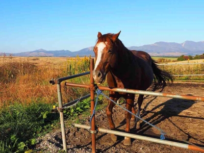 「阿蘇山の絶景が望める「エルパティオ」宿泊記！牧場で乗馬体験を楽しもう！」　トップ画像